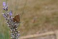 polyommatus icarus azur de bugrane